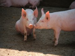 缅甸发生非洲猪瘟病例，非洲猪瘟到底是什么？如何预防？