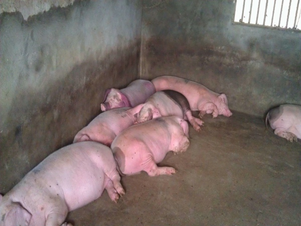 风途非洲猪瘟检测仪检测病猪